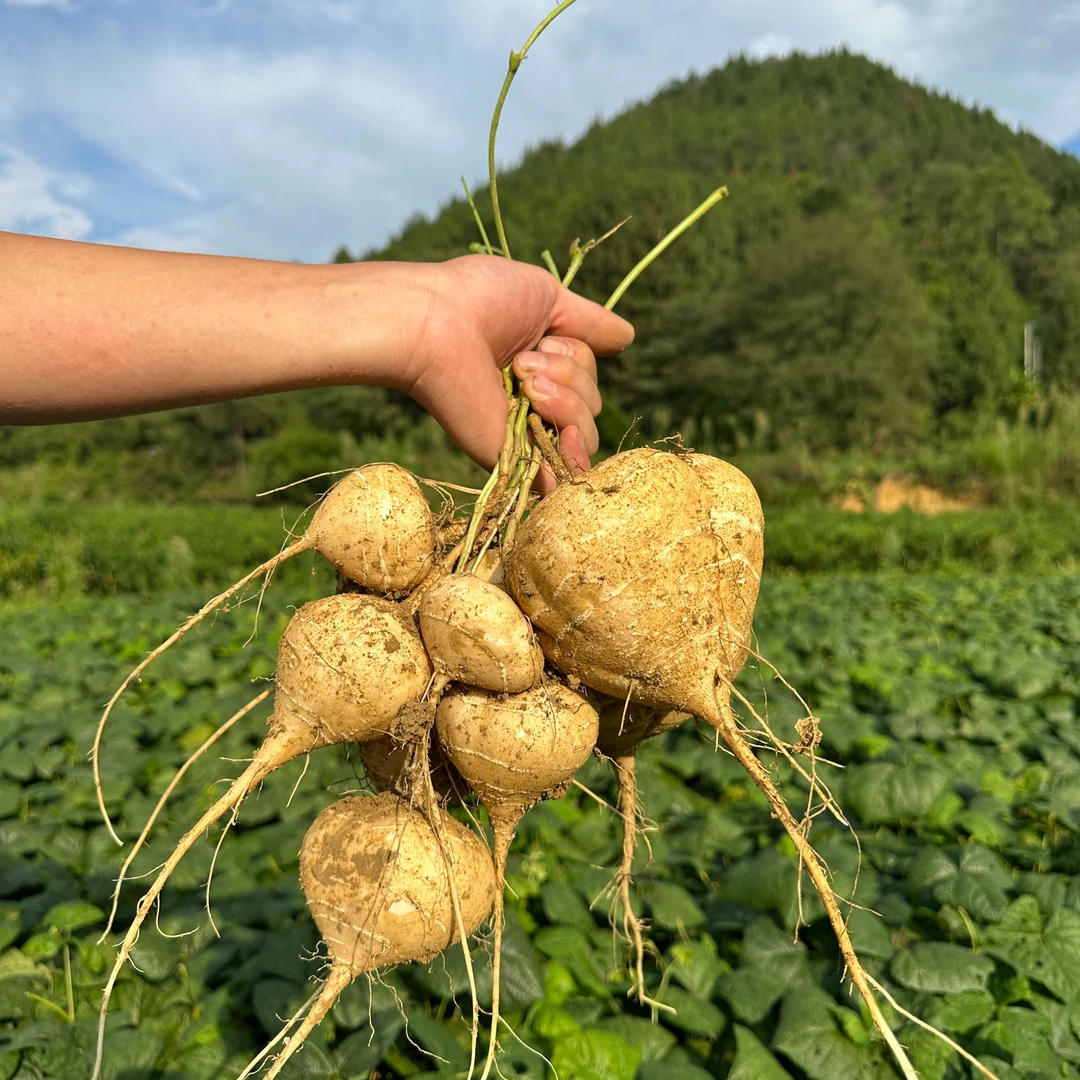 贵州露天种植地瓜（凉薯）5斤起拍