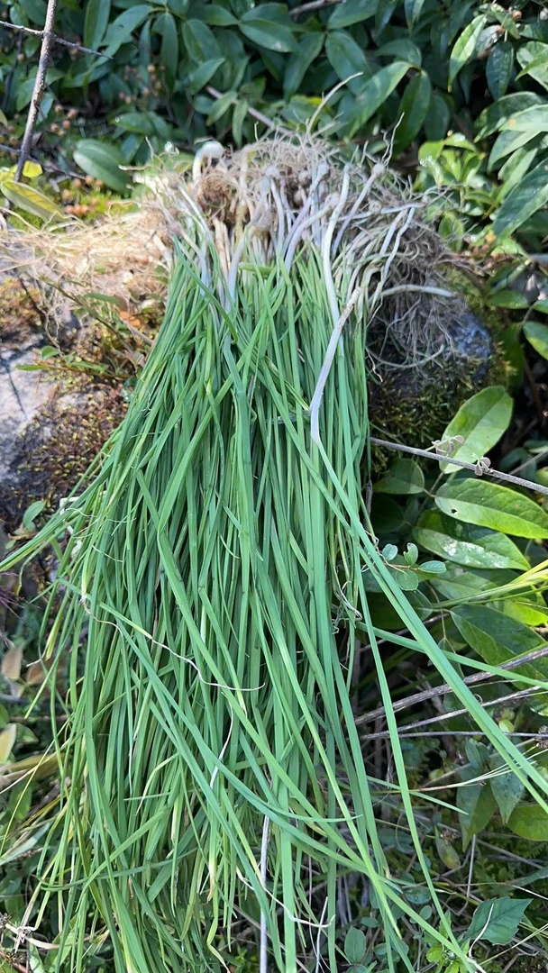 贵州高山小野葱又名苦蒜半斤起拍包邮