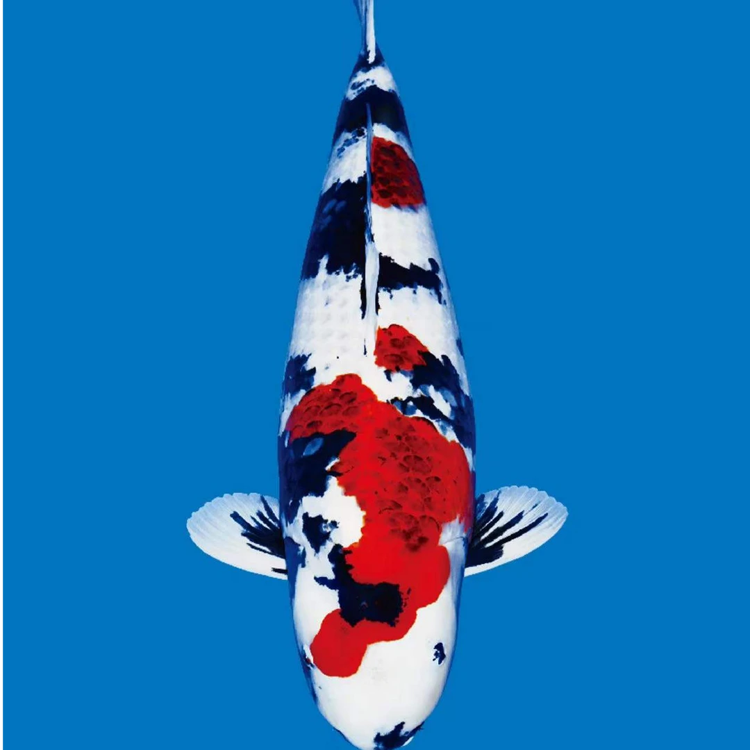 51~100号锦鲤昭和绯写白写包邮包开箱活图片仅供参考以直播间为准