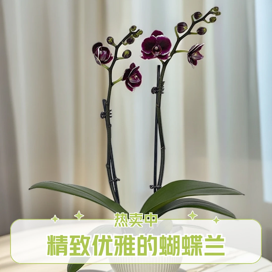 飞花|蝴蝶兰|小王子|欧洲进口|