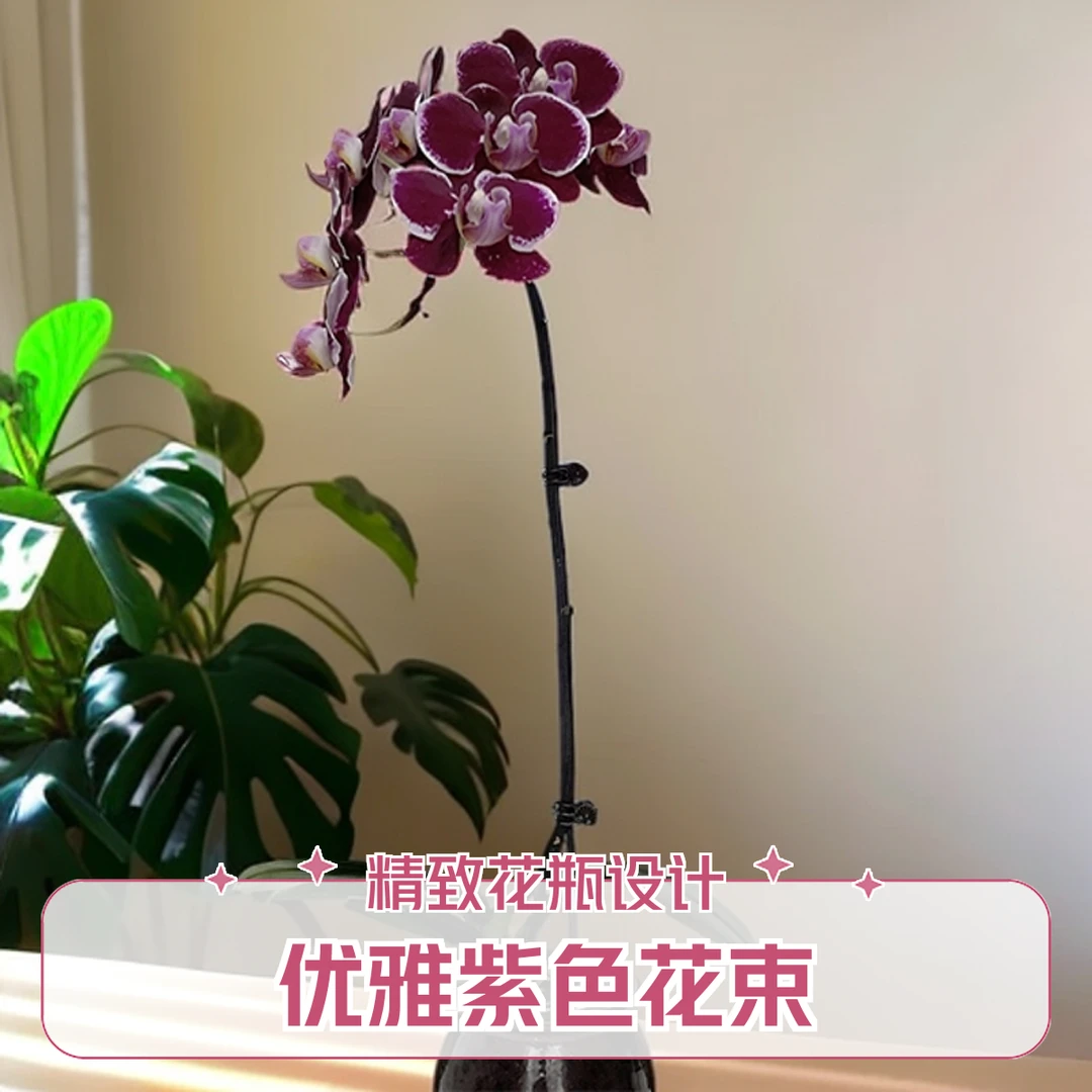 飞花|蝴蝶兰|蒙彼利埃|欧洲进口蝴蝶兰|