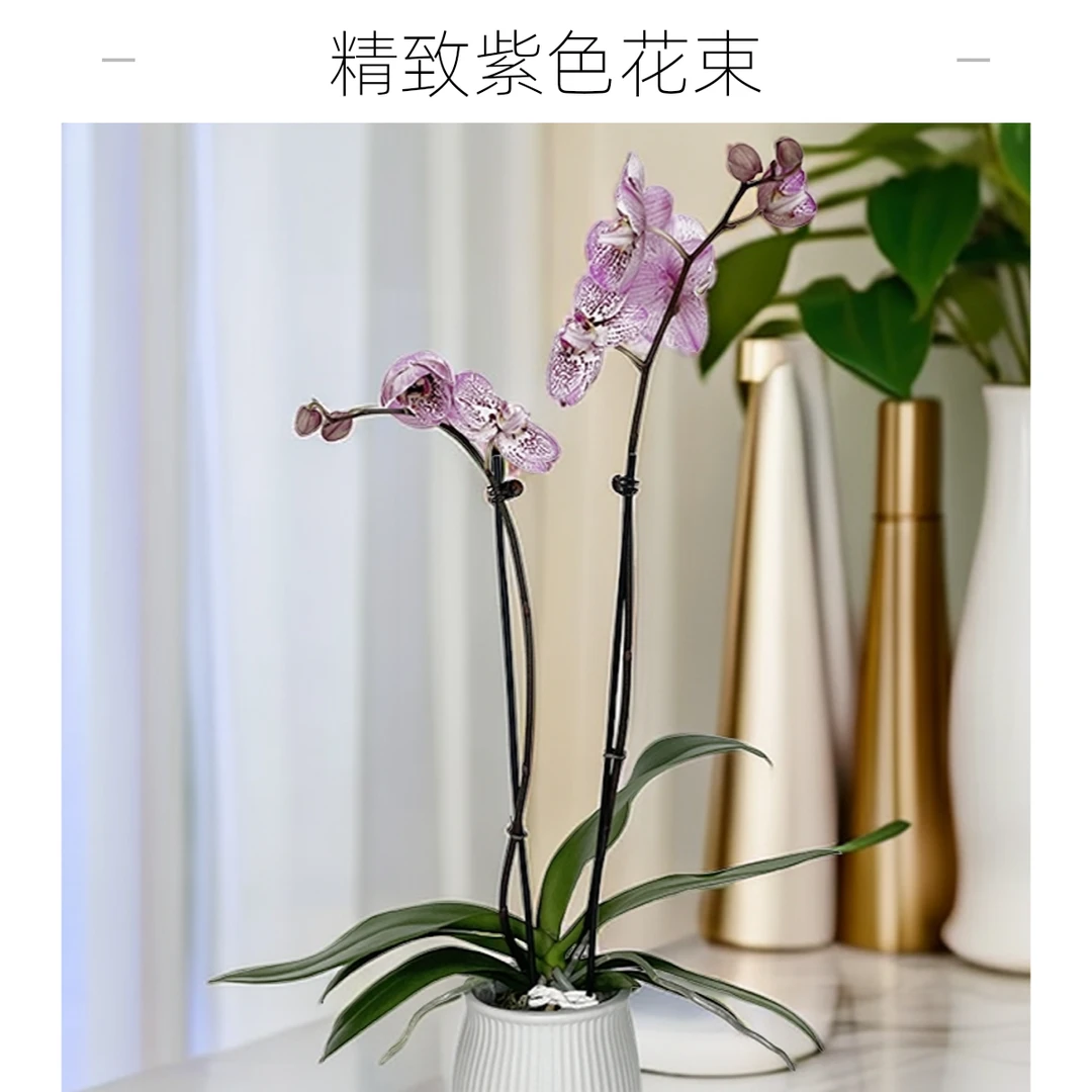 飞花|蝴蝶兰|安道尔|欧洲进口|