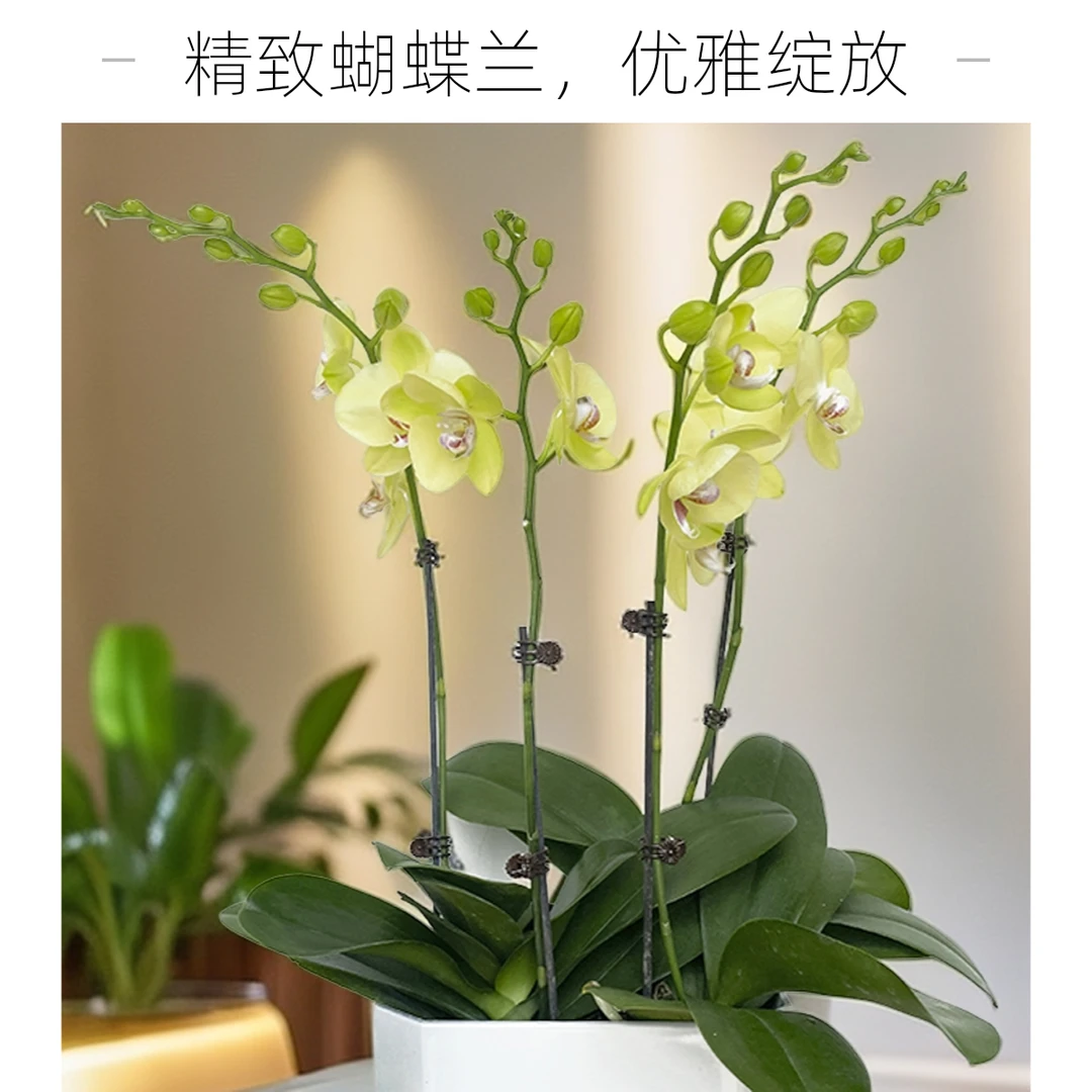飞花|蝴蝶兰|绿翡翠