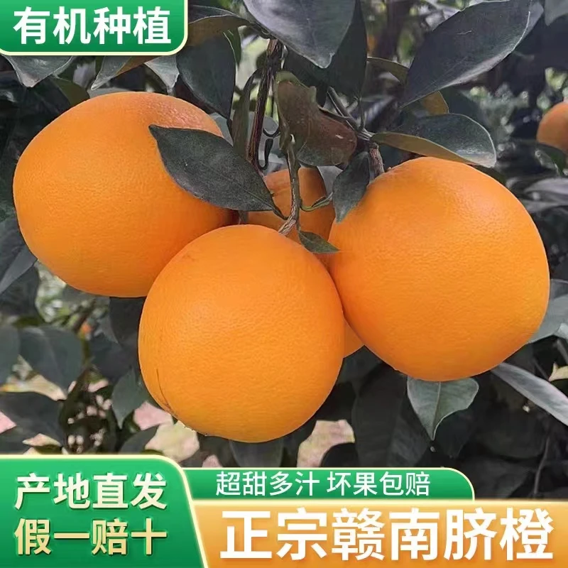 江西赣南新鲜脐橙5斤10斤20斤当季整箱正宗赣州果冻橙甜手剥时令