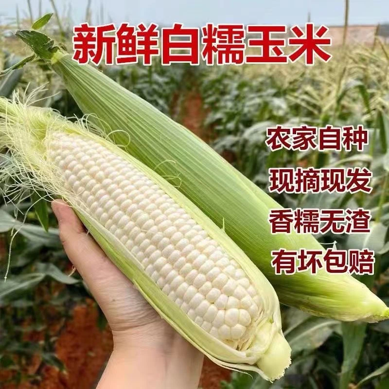 【贵阳同城配送】5斤云南高海拔糯玉米清水煮玉米粒炒肉末