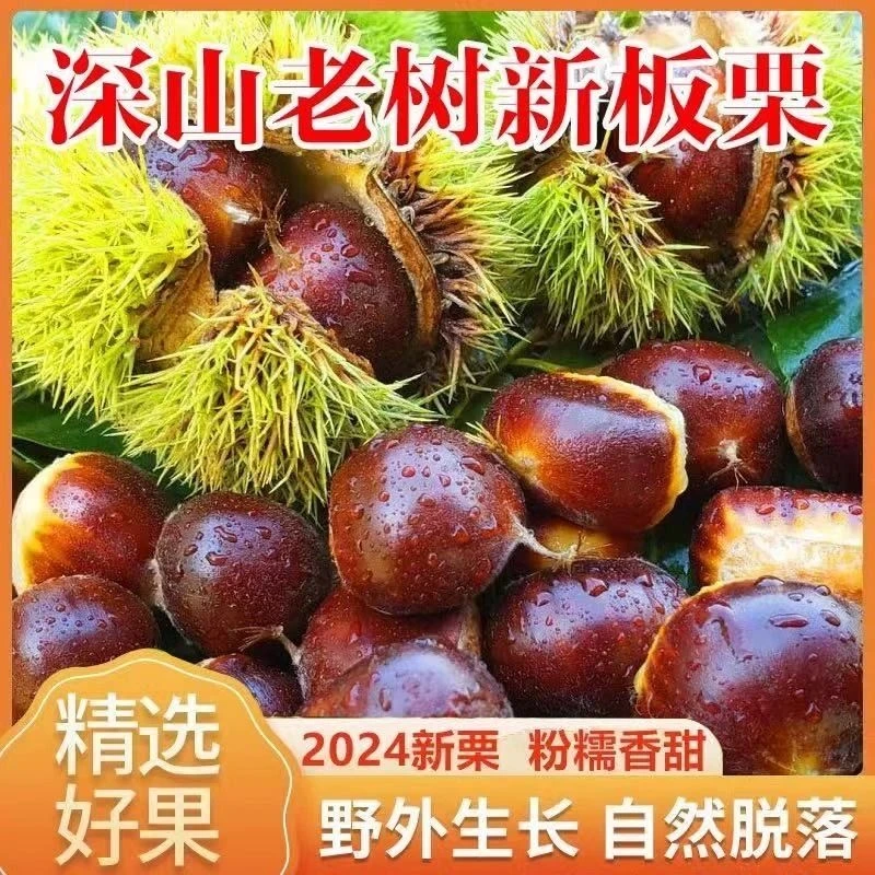 【顺丰送货上门】迁西深山老树鲜板栗大颗粒饱满煲汤炒板栗