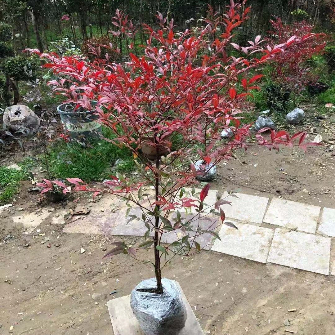 南天竹红天竹庭院阳台盆栽地栽