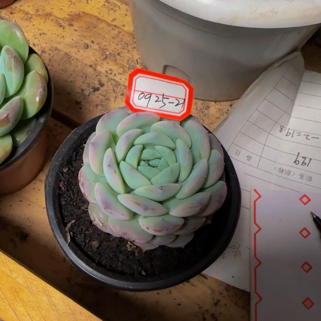 浅**欢0925-21恩宠多头单头7cm一物一拍发货