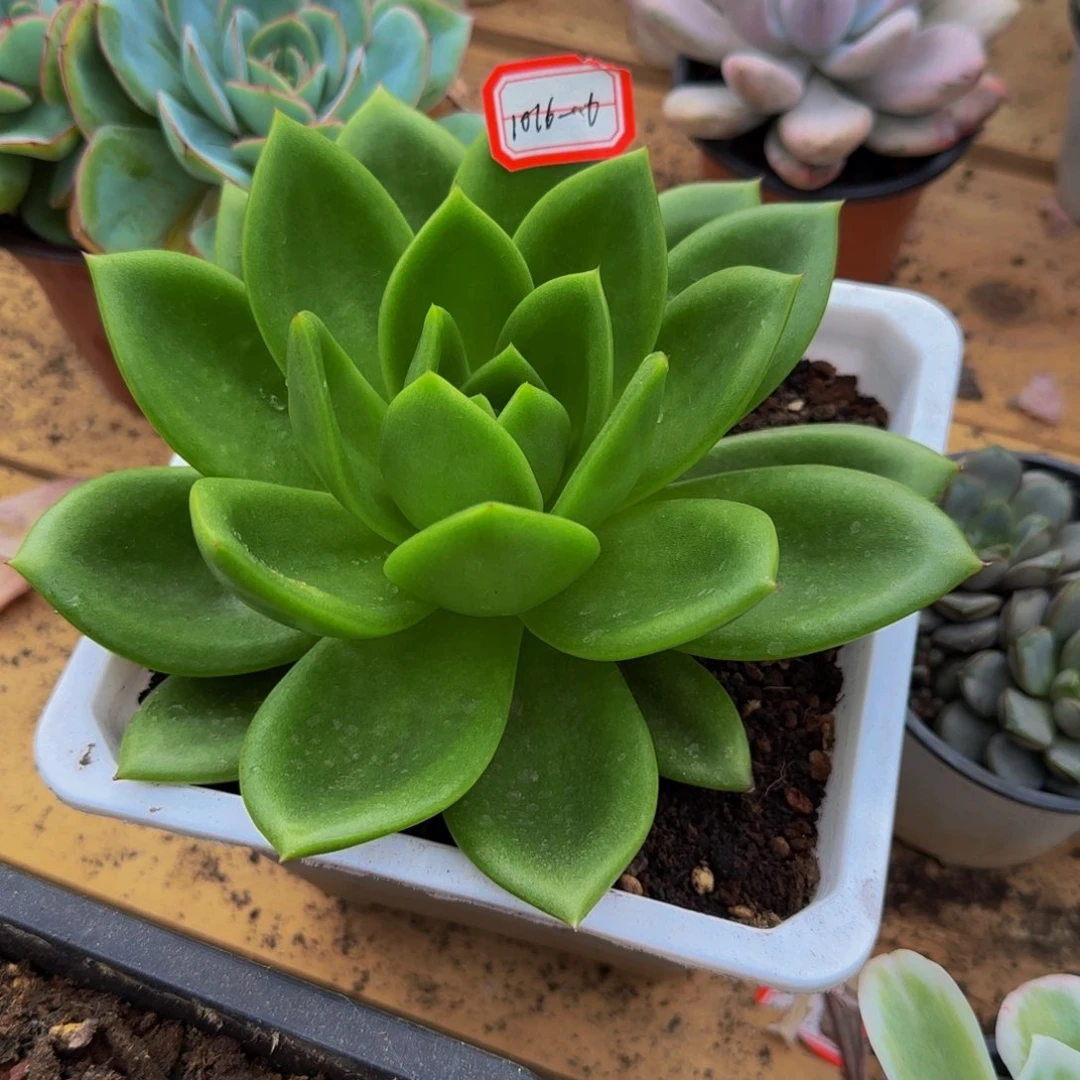 小*1016-6翠花多肉大单头