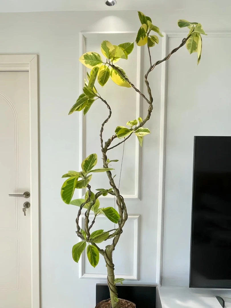 黄金榕花叶橡皮树盆栽网红客厅办公室耐养观叶鲜活绿植送货上门