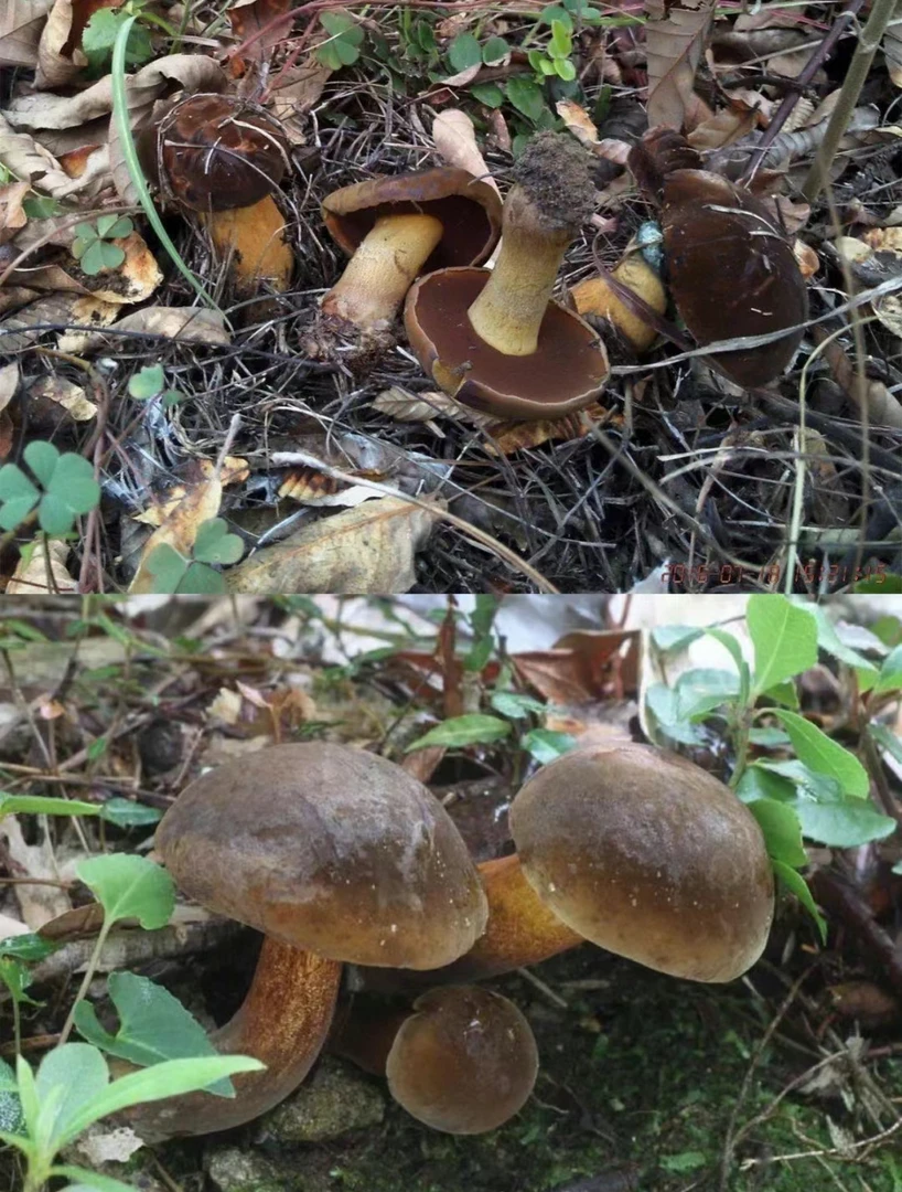 云南野生细脚黑牛肝菌1000克