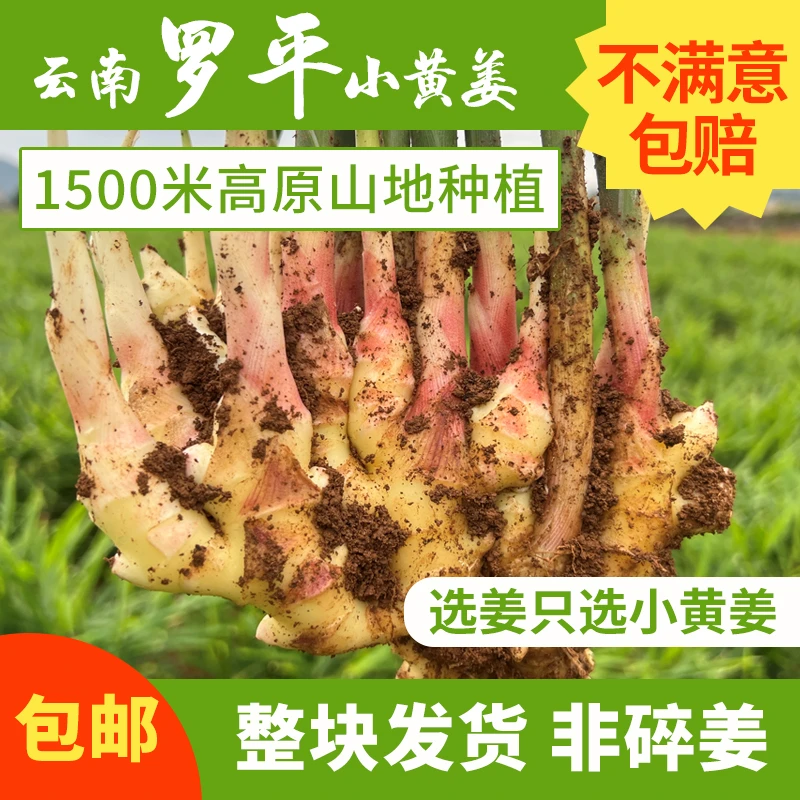 正宗云南罗平小黄姜新鲜现挖生姜辛辣整块3/5/9斤腌制煲汤做菜