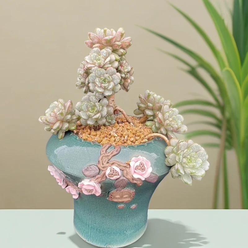 小吕园艺多肉植物红色美观庭院露台露养老桩多肉简单易养空气开花