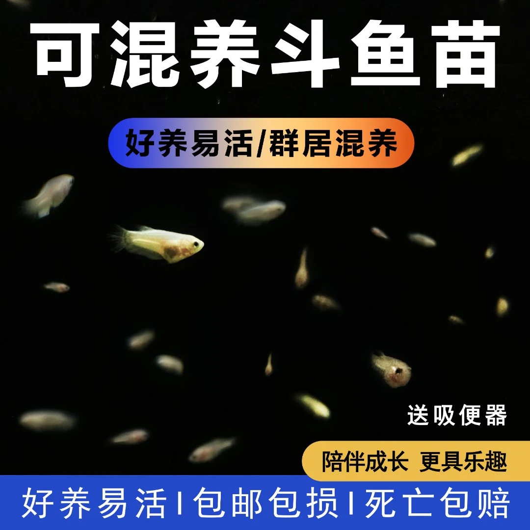 【99.9热卖中】鱼苗泰国斗鱼公母随机斗鱼苗子