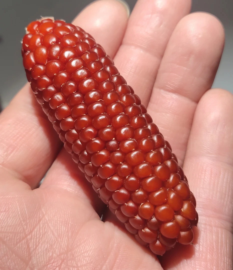 文玩小玉米自家种植普通款