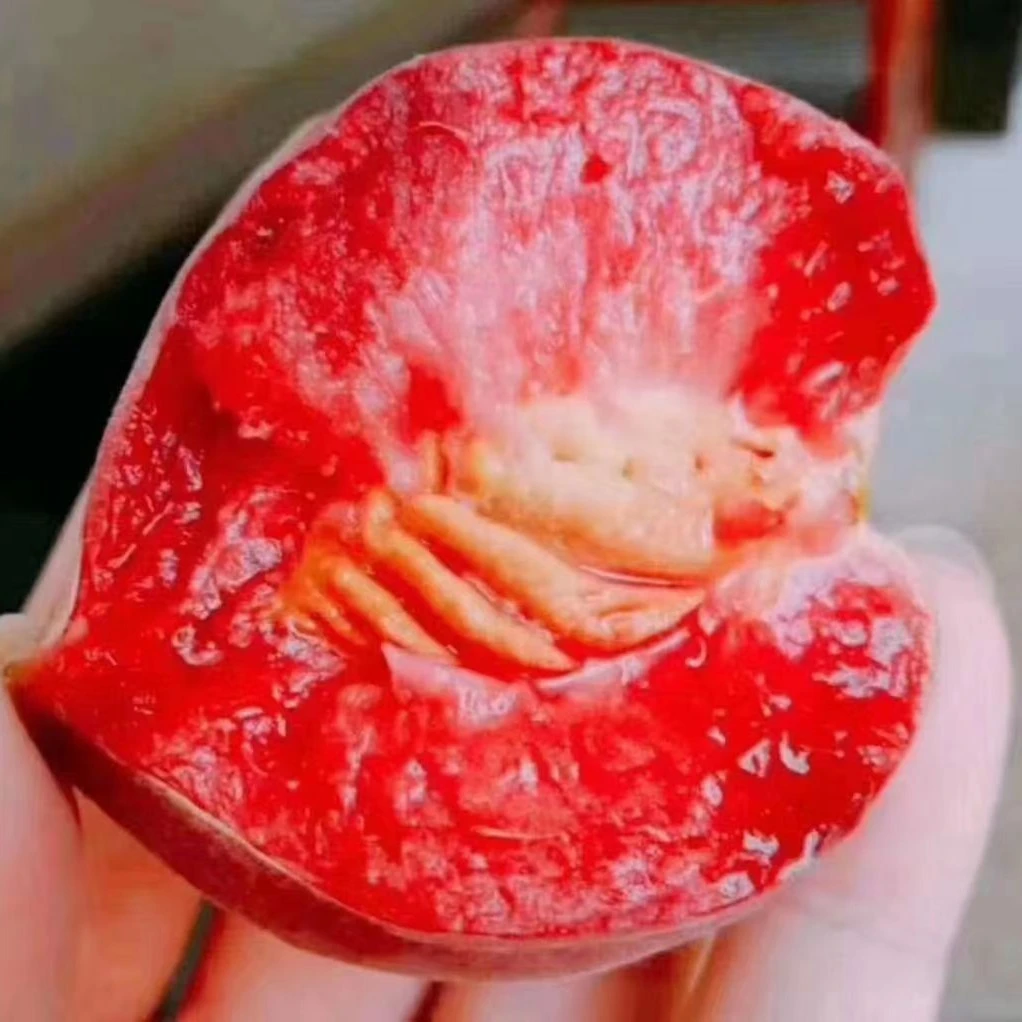 【顺丰包邮】湖北正宗老树血桃脱骨离核果肉粉糯甜老品种3/5斤新鲜