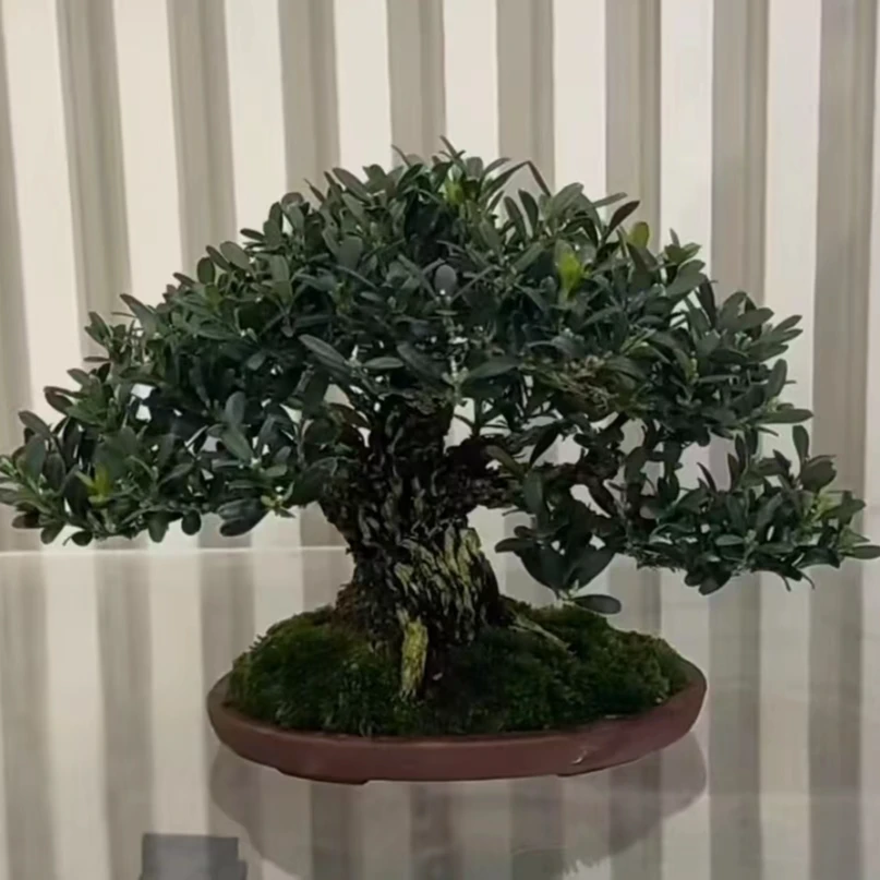 精品矮霸雀舌黄杨盆景