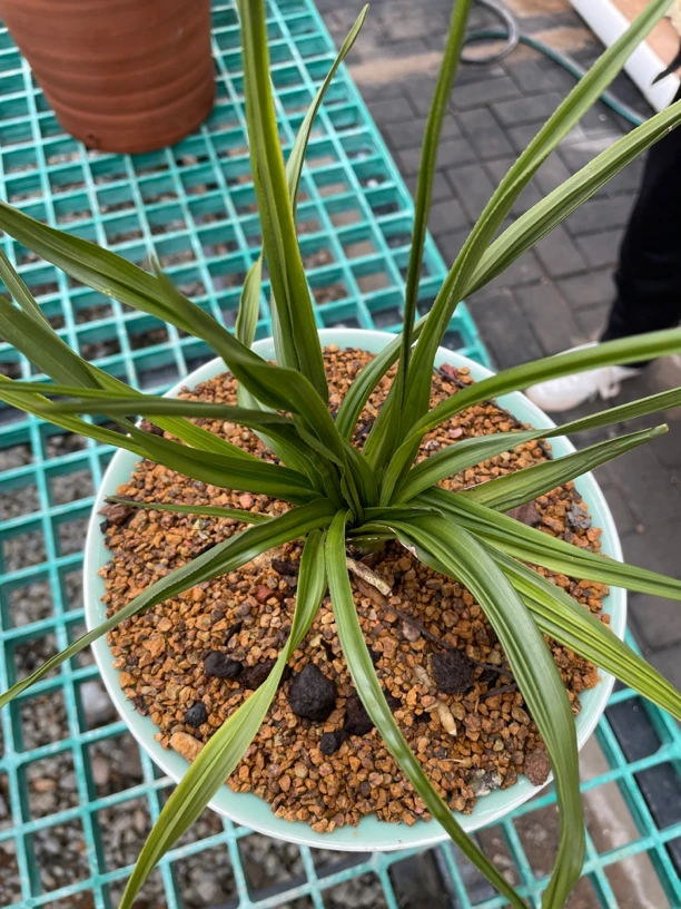 家庭装饰兰花小盆景《不包邮兔耳兰》植物花卉兰草一物一拍兰花盆栽