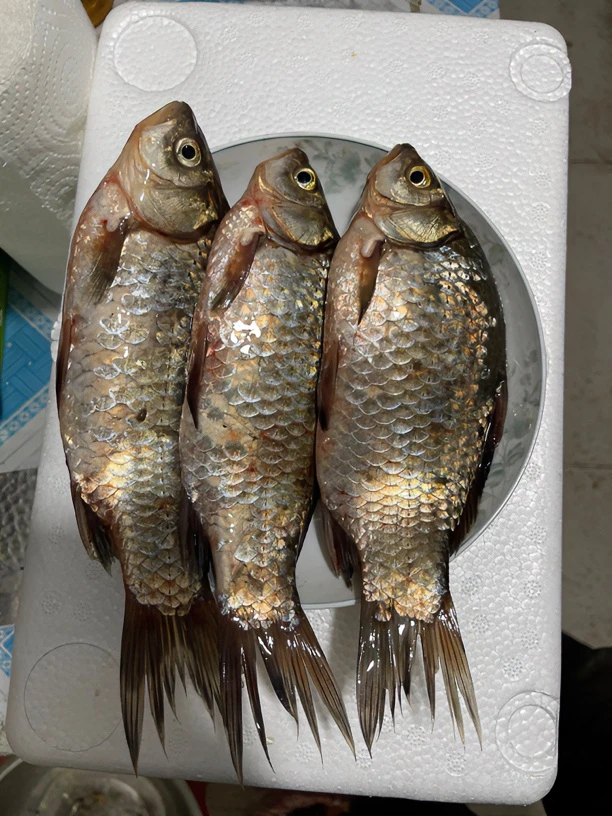 松花湖野生 鲫鱼4斤  烧汤