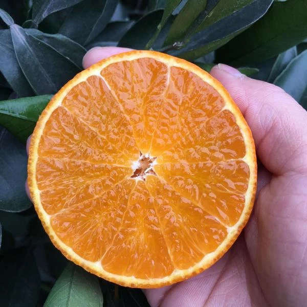 爱媛果冻橙 约 500g