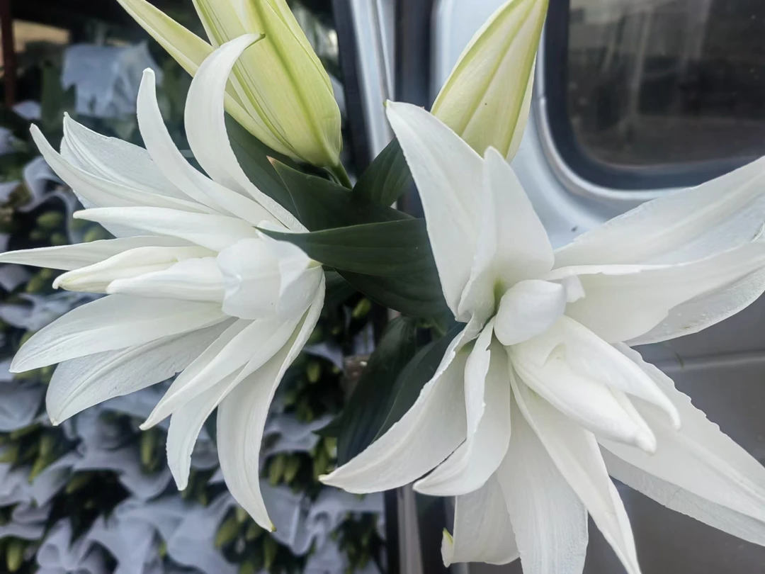 一首花卉（白凤凰塔尼亚）重瓣百合。云南基地发货