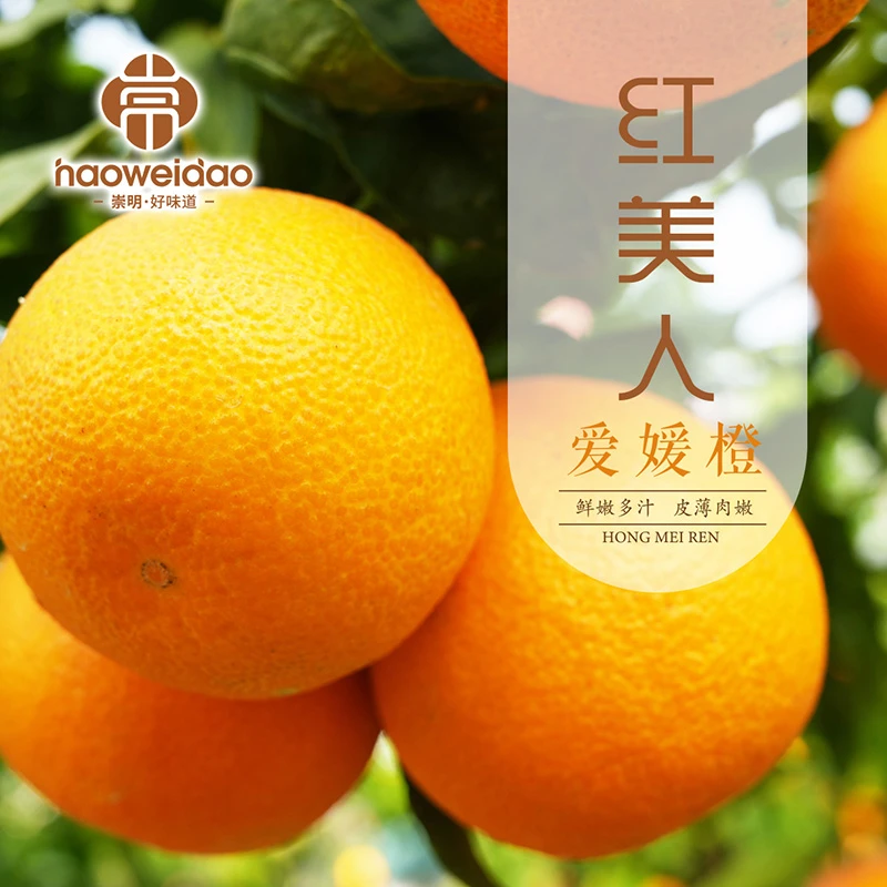 崇明岛 | 红美人 中果拍3发4斤 现摘皮薄果肉细腻汁水多顺丰到家