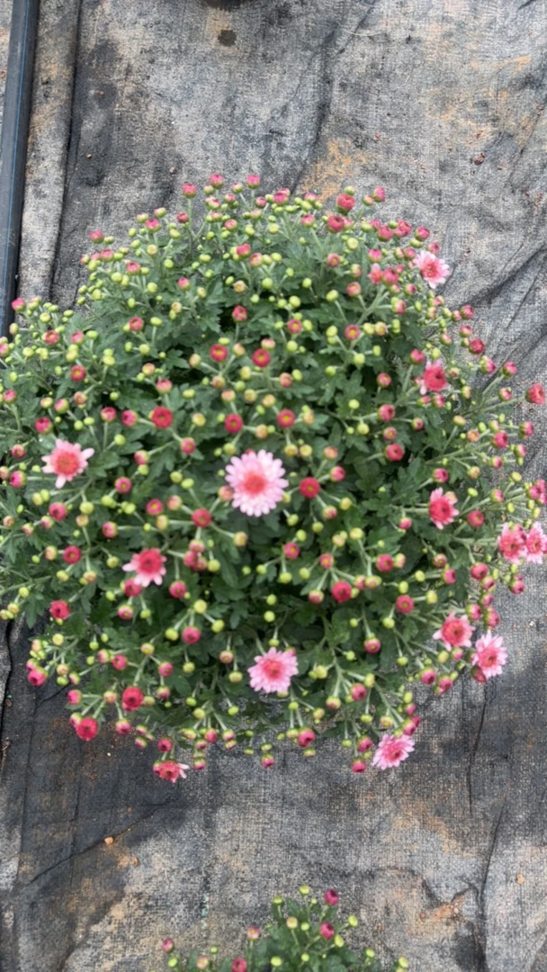 球菊千头菊(加仑盆)