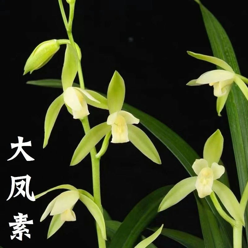 建兰大凤素清香型兰花苗室内客厅办公室盆栽绿植易养活带花苞