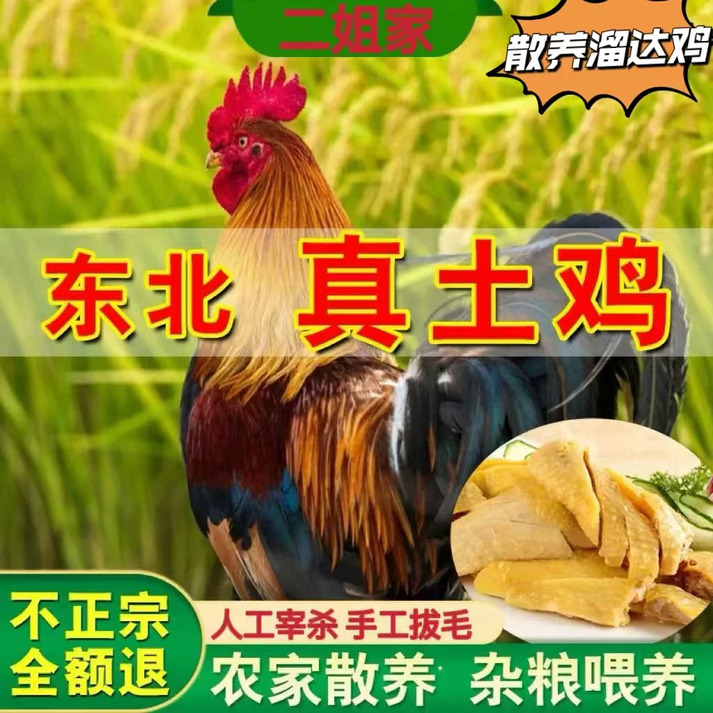 （生鲜冷链包邮）农村现杀散养土公鸡