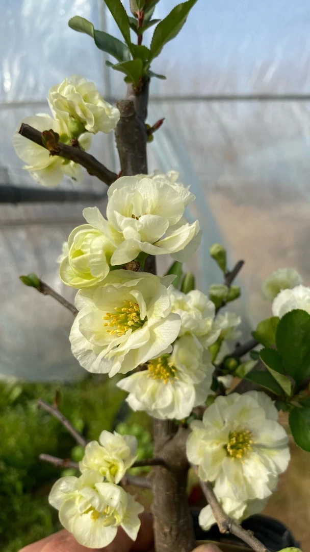 绿宝石海棠花苞绿色