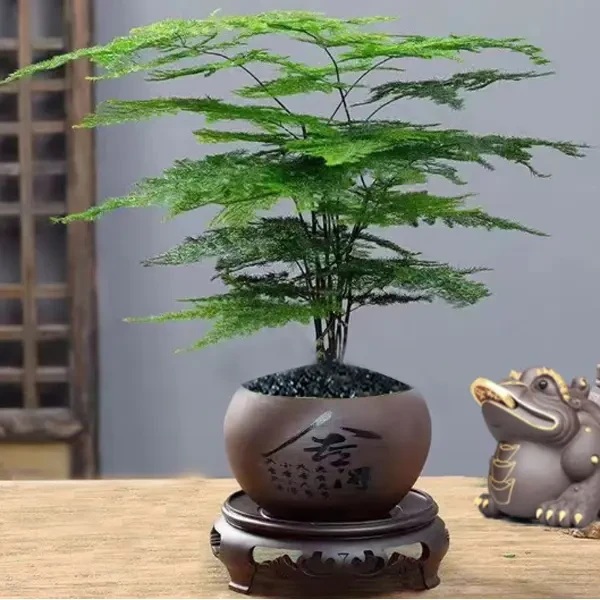 文竹禅意盆栽精品老苗陶瓷花盆花卉绿植室内好养易活文雅气质美观