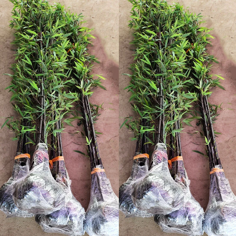 矮化紫竹苗竹子苗庭院户外四季种植室内盆栽竹子墨竹黑竹花园植物