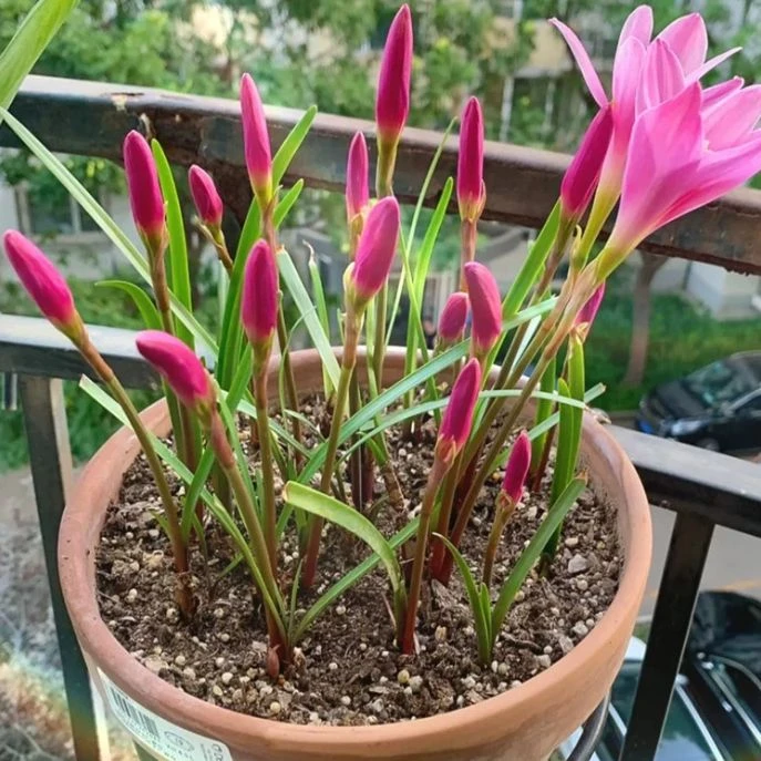 四季开花风雨兰种球葱兰易种盆栽阳台庭院四季种植绿植花种子
