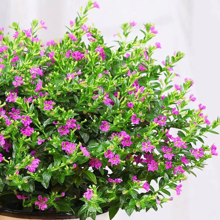 满天星盆栽四季开花室内客厅带盆栽好养带花苞发货观花植物常绿