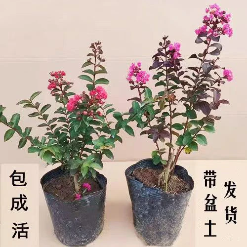 紫薇花盆栽花苞发货南北方都可以种植盆栽地砖都可以