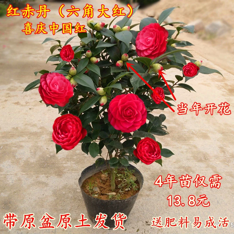 六角大红茶花盆栽树苗茶花带花苞耐寒花卉四季常青冬季开花年宵花