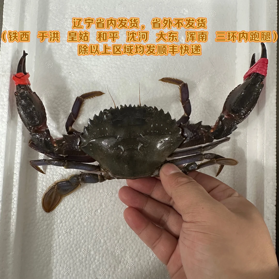 东港赤甲红 3斤起 单只2两左右  极个别缺腿【保鲜不保活】