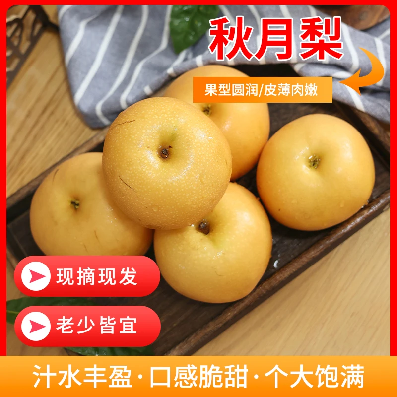 山东烟台正宗秋月梨香甜多汁皮薄肉厚现摘新鲜当季水果4.5斤包邮