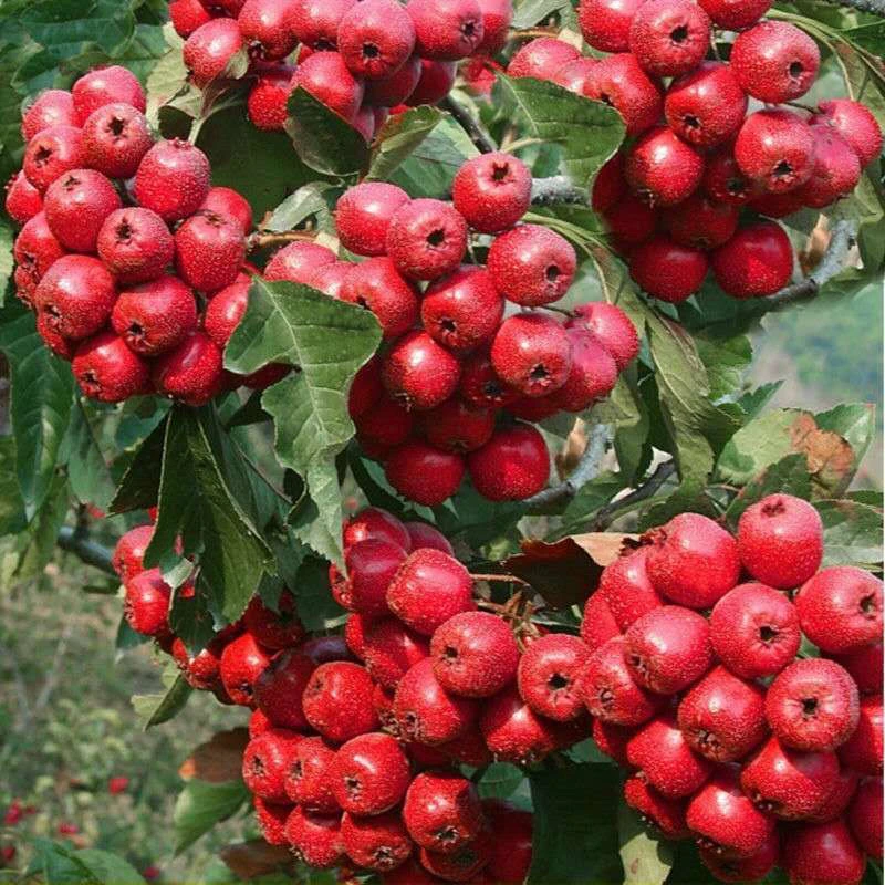 山楂树树苗嫁接苗大金星南北方均可以种植盆栽地栽