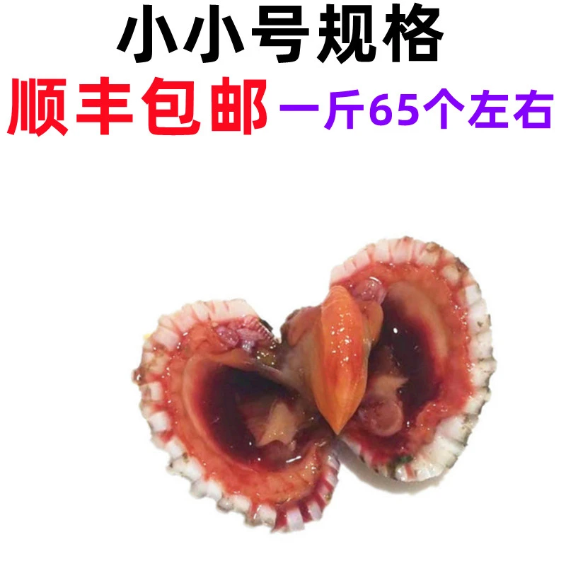 小小号规格  血蛤 一斤65个左右  三门血蛤鲜活【非腌制品】