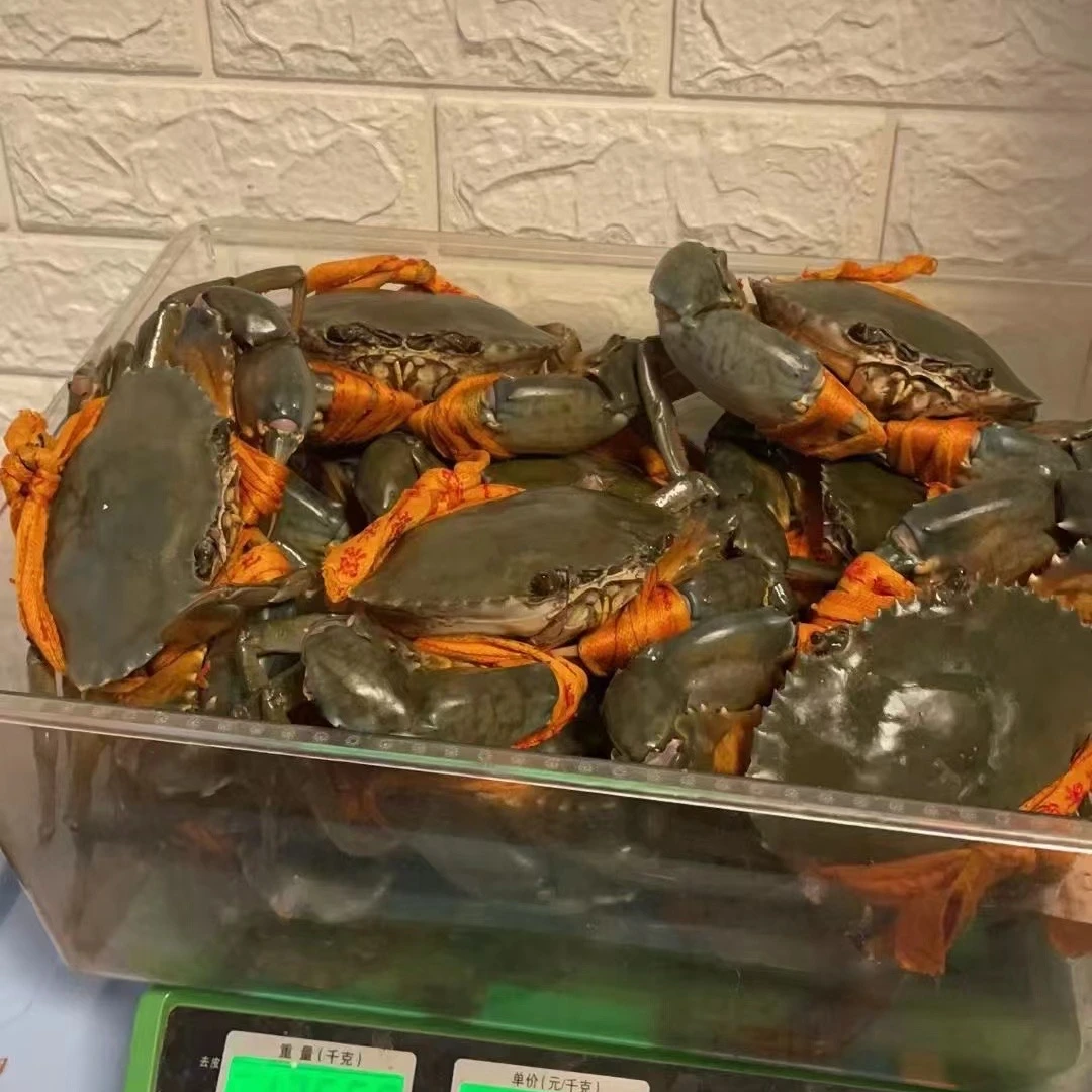 常规款三门青蟹专属链接500-1000g