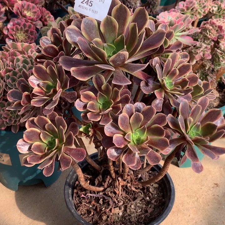 245欧嘉莉多肉植物