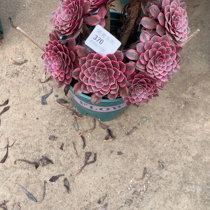 370黑同多肉特价包邮