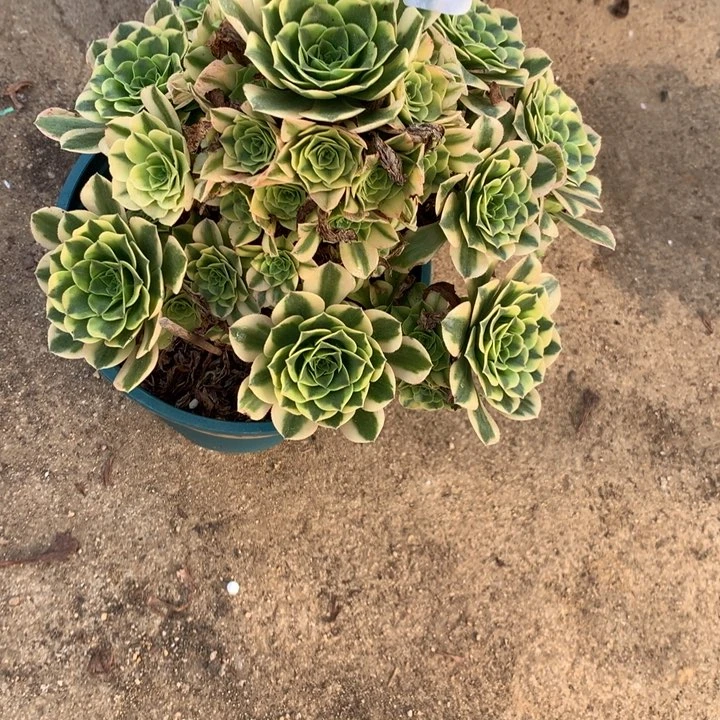 830金丝翡翠多肉植物