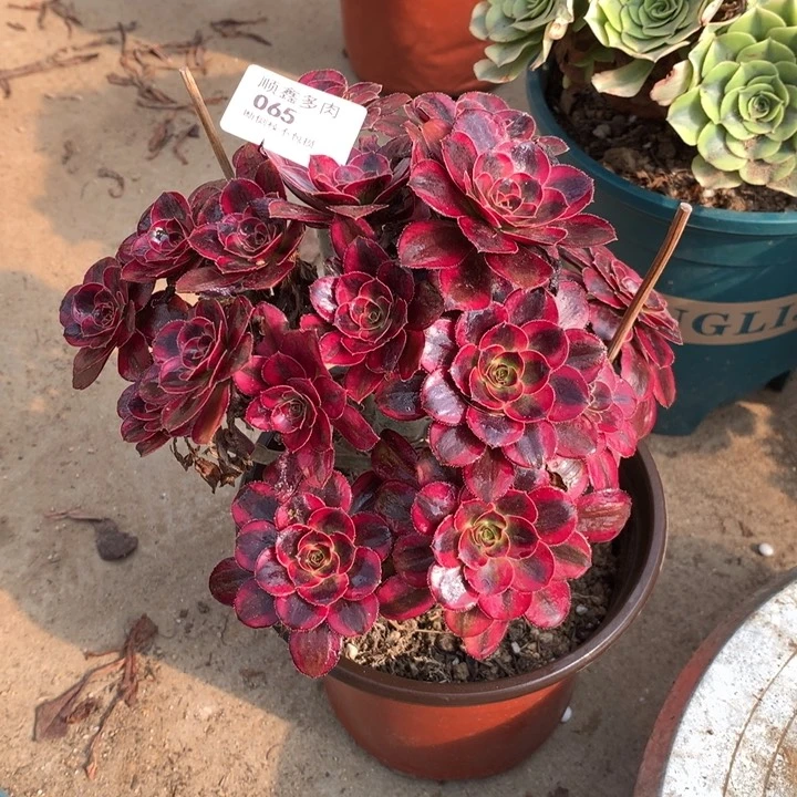 065香奈多肉特价包邮