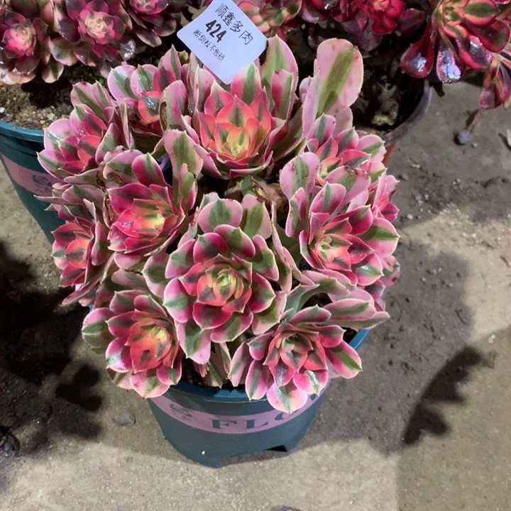 424粉女巫多肉植物