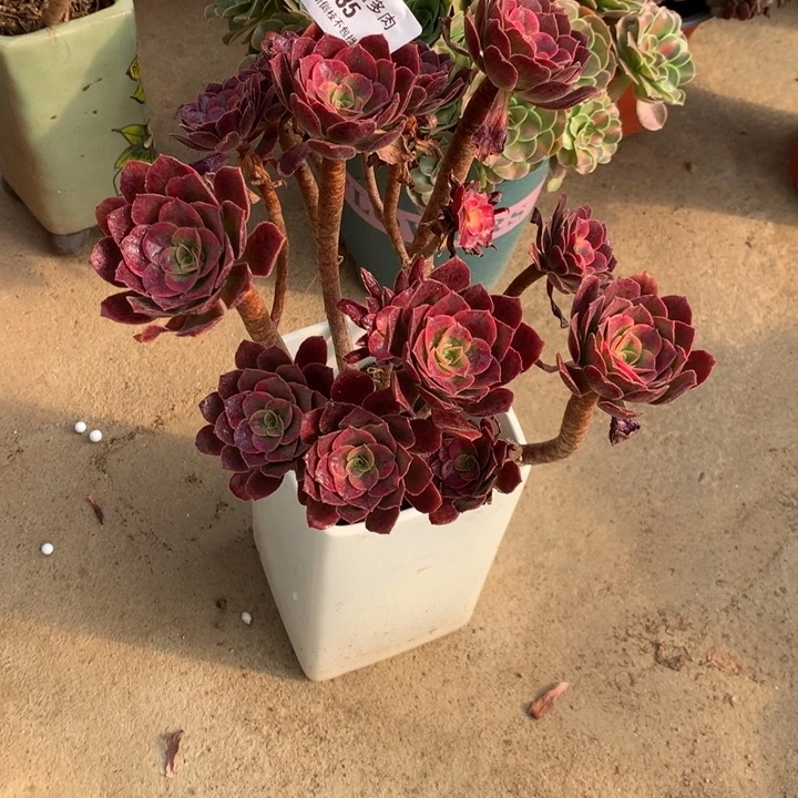 235蒙娜丽莎多肉植物