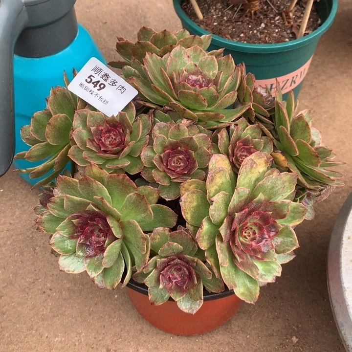 549红霞多肉植物