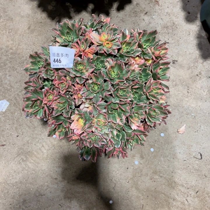 446甜茶多肉植物