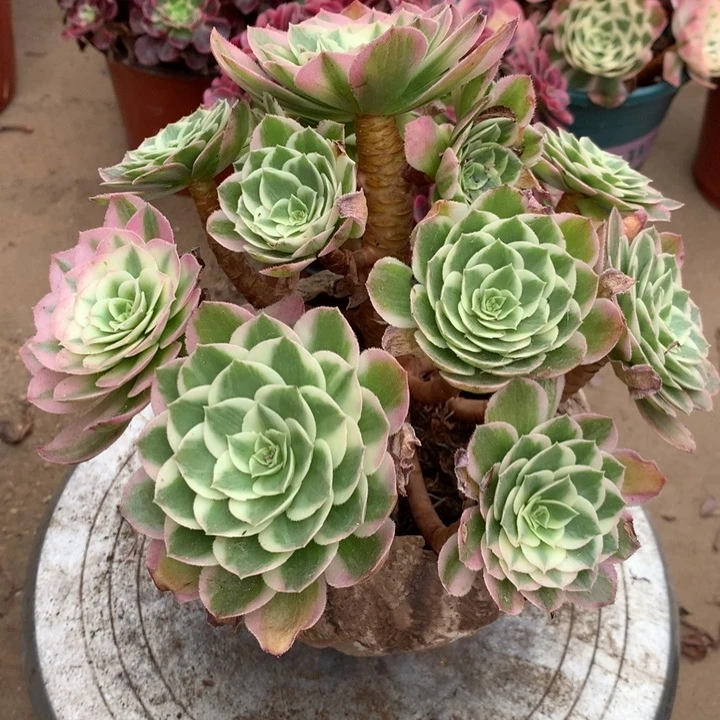 294海王多肉特价包邮